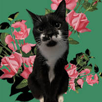 Thumbnail photo of FRISKY FERGUS #3