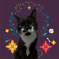 Thumbnail photo of FRISKY FERGUS #4