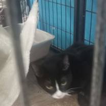 Thumbnail photo of Raven (Kitty) #2