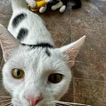 Thumbnail photo of Remi and Ferdinand #1