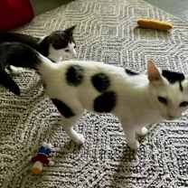 Thumbnail photo of Remi and Ferdinand #3