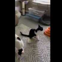 Thumbnail photo of Remi and Ferdinand #4