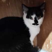 Thumbnail photo of Ace #1