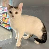 Thumbnail photo of Butterscotch #3