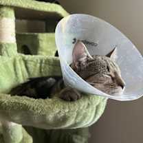 Thumbnail photo of Fiddy Pudding #2