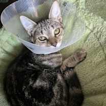 Thumbnail photo of Fiddy Pudding #3