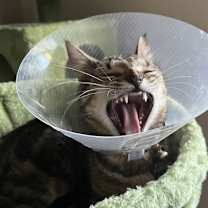 Thumbnail photo of Fiddy Pudding #4