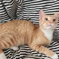Thumbnail photo of Dolly #2