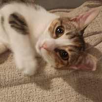 Thumbnail photo of Mocha #3