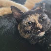 Thumbnail photo of Bella #1