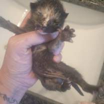 Thumbnail photo of Bella #2
