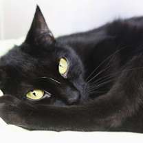 Thumbnail photo of Chappell #2