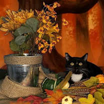 Thumbnail photo of Mai #1