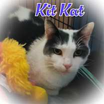 Thumbnail photo of KitKat #2