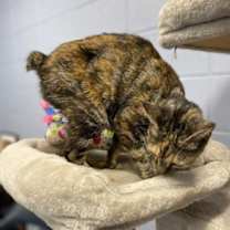 Thumbnail photo of Fancy #3