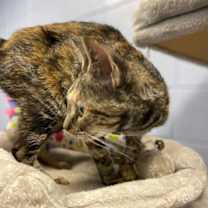 Thumbnail photo of Fancy #4