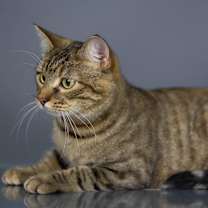 Thumbnail photo of Prissy #3