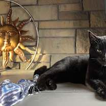 Thumbnail photo of Binx #1