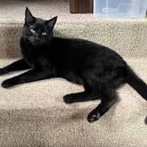 Thumbnail photo of Binx #2