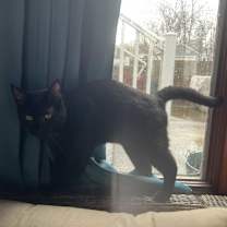 Thumbnail photo of Binx #3