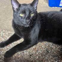 Thumbnail photo of Binx #4