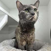 Thumbnail photo of Sadie - ET #2