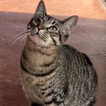 Thumbnail photo of KITTEN BIG LIL GREYBOY #3