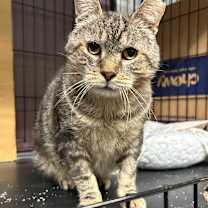 Thumbnail photo of O'Neill #2