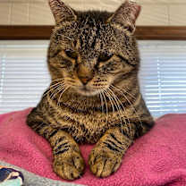 Thumbnail photo of O'Neill #3