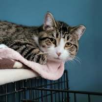 Thumbnail photo of Soxy #2