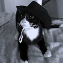 Thumbnail photo of Fig Newton #1