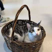 Thumbnail photo of Beazley #3