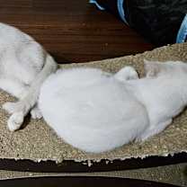 Thumbnail photo of Snow White #3