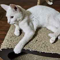 Thumbnail photo of Snow White #4