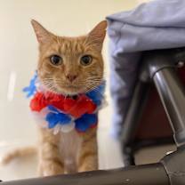 Thumbnail photo of Morris #4