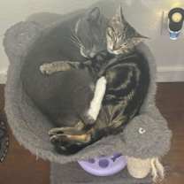 Thumbnail photo of Mighty Courage #3