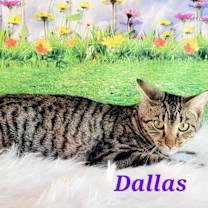Thumbnail photo of Dallas #2