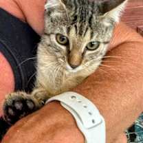 Thumbnail photo of Scrappy #1