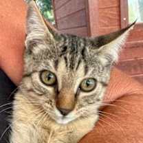 Thumbnail photo of Scrappy #2