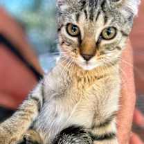Thumbnail photo of Scrappy #3