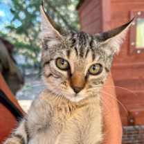 Thumbnail photo of Scrappy #4
