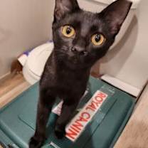 Thumbnail photo of Yardley-female tabby / Scrappy-adopted male black #3