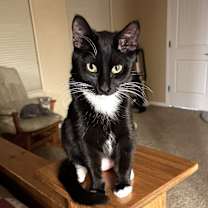 Thumbnail photo of Jenkins - Shannon's Litter #1
