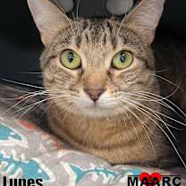 Thumbnail photo of Lunes #1