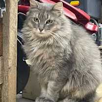 Thumbnail photo of Maize #1