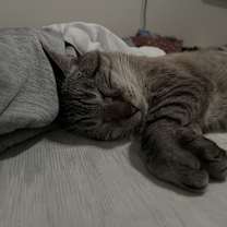 Thumbnail photo of Boe #3