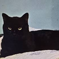 Thumbnail photo of Wilson #2