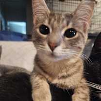 Thumbnail photo of Koala #1