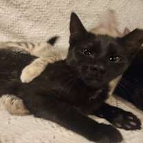 Thumbnail photo of Beau #1