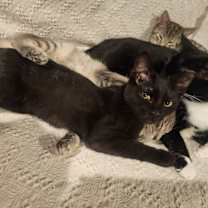 Thumbnail photo of Beau #2